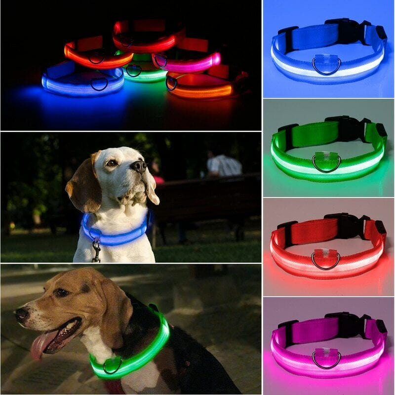 The Dogz Pawz LED Night Collar with USB Charger