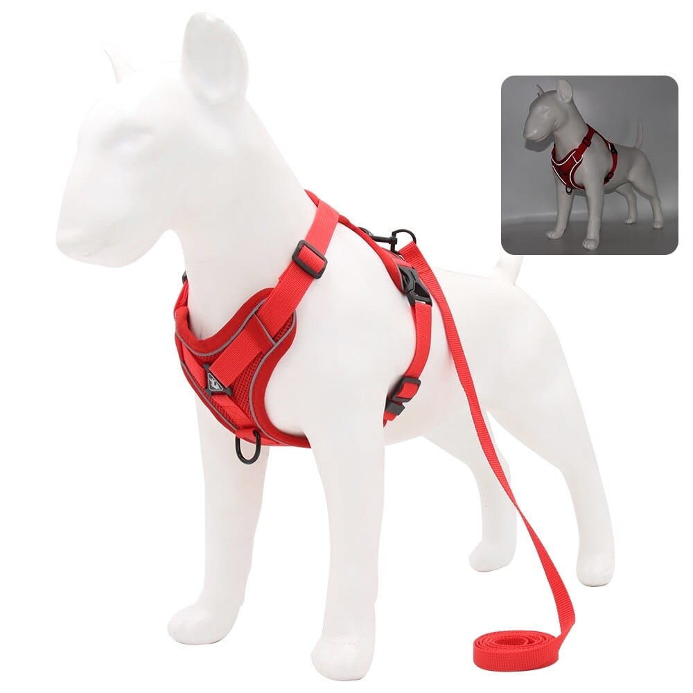 Harness leash store for small dogs